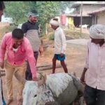 नाले में फंसी गाय को क्षत्रिय कुलावंत संगठन ने बचाया