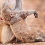 चित्रकूट धाम में बंदरों की रहस्यमयी मौत, इलाके में सनसनी