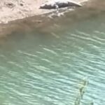 माड़ी जलाशय में दिखा मगरमच्छ, ग्रामीणों में दहशत का माहौल