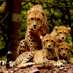 ‘प्रोजेक्ट चीता’ ‘प्रकृति से प्रगति’ का संदेश देती विश्व की सबसे सफल परियोजना : मुख्यमंत्री डॉ. यादव