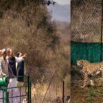 कूनो में चीतों की पुनर्बसाहट जैव विविधता संरक्षण की दिशा में बडा कदम : केन्द्रीय मंत्री श्री यादव
