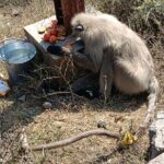 बिजली के झटके से घायल लंगूर का सफल रेस्क्यू