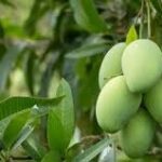 आम की भरपूर पैदावार के लिए फरवरी का महीना सबसे महत्वपूर्ण -उप संचालक कृषि