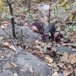 चितवाई के जंगल में अज्ञात महिला का शव मिलने से सनसनी, हत्या की आशंका