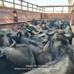 सरई में ग्रामीणों ने पकड़ा मवेशी तस्करों का ट्रक, 18 भैंस, 1 गाय व बछड़ा मुक्त