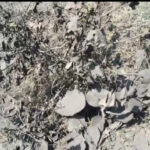 गजरा बहरा कोलयार्ड से उड़ती धूल बनी आफत: फसलें बर्बाद, लोग खांसी-दमा से परेशान; कार्रवाई के इंतजार में ग्रामीण