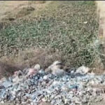 सिंगरौली में बड़ी लापरवाही: गनियारी मार्ग पर खुले में फेंका जा रहा मेडिकल कचरा, मंडरा रहा संक्रमण का खतरा