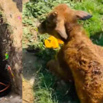 विहिप ​चंडीगढ़ गौ रक्षकों ने गड्ढे में गिरे घायल नंदी का किया सफल रेस्क्यू, उपचार के लिए भेजा अस्पताल