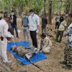 कान्हा में बाघ शावकों की मौत से हड़कंप, अमाही बाघिन का तीसरा शावक भी मृत मिला