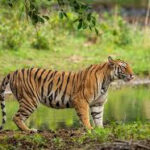 पन्ना में बाघ का हमला: ग्रामीणों की सूझबूझ से महिला की बची जान