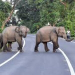 रामगढ़: जंगली हाथियों के हमले में तीन मजदूरों की मौत, इलाके में दहशत