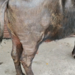 भैंस को बेरहमी से पीटते ले जाने का वीडियो वायरल, ग्रामीणों ने आरोपियों को पकड़ा