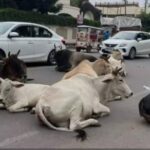 प्रधानमंत्री को फेसबुक पर लिखा खुला पत्र, गौ संरक्षण के लिए सख्त कानून की मांग