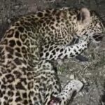 कटनी में सड़क हादसा: अज्ञात वाहन की टक्कर से तेंदुआ गंभीर घायल, रेस्क्यू जारी