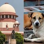 सार्वजनिक स्थलों से नहीं हटेगा आवारा कुत्तों को हटाने का आदेश