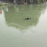 एनटीपीसी की मुख्य कैनाल में मिला अज्ञात युवक का शव, चेहरे पर चोट के निशान