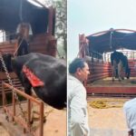 सूचना मिलते ही विश्व हिन्दू परिषद की गौ रक्षा टीम ने घायल गौमाता को पहुंचाया उपचार के लिए पशु चिकित्सालय