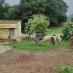 पशुओं को क्रूरता पूर्वक वध के लिए ले जा रहे चार आरोपी गिरफ्तार, जेल भेजे गए