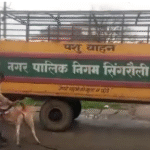 आवारा मवेशियों पर नगर निगम का शिकंजा