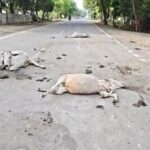 सड़क पर तड़पती रहीं गौमाता, बेखबर रहा तंत्र