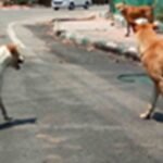 आवारा कुत्ते का आतंक: 3 साल की बच्ची के चेहरे पर 12 टांके, दहशत में लोग