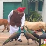 पीएम मोदी ने साझा किया खास वीडियो, गायों को चारा और मोरों को खिलाया दाना
