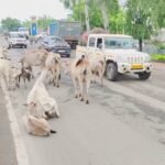 सड़कों पर आवारा मवेशियों का कब्जा, हादसों का बढ़ा खतरा