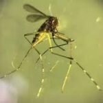 गुजरात में चांदीपुरा वायरस का कहर, 22 बच्चों की मौत; स्वास्थ्य विभाग अलर्ट