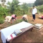 चितरंगी पुलिस की नशे के खिलाफ बड़ी कार्रवाई: घर की बाउंड्री से 2 लाख के गांजा के 8 हरे पेड़ जब्त, 60 वर्षीय आरोपी गिरफ्तार