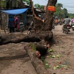 मोरवा पुरानी सब्जी मंडी में विशाल महुआ का पेड़ गिरा, बाल-बाल बचे लोग