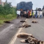 रतलाम में तेज रफ्तार ट्रक ने भेड़ों के झुंड को रौंदा: 34 भेड़ों की दर्दनाक मौत, 15 घायल; एक चरवाहा भी चोटिल, चालक फरार