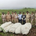ऑपरेशन ग्रीन स्ट्राइक के तहत बड़वानी पुलिस की बड़ी कार्रवाई