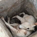 टीएचडीसी की कॉलोनी में खुली नालियां और वॉल्व टंकी बनी खतरा, फिर गिरा बैल