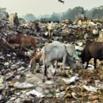 मोरवा के कचरा प्लांट में प्लास्टिक खाते दिखीं सैकड़ों गायें, 78 वाहनों के भुगतान पर भी सवाल
