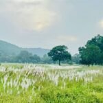 चक्रवात अरनब के प्रभाव से सुहावना हुआ मौसम, बांधवगढ़ टाइगर रिजर्व में प्रबंधन सतर्क