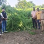 10 बीघा में उगाए थे 7577 गांजे के पौधे, 12 करोड़ की फसल नष्ट